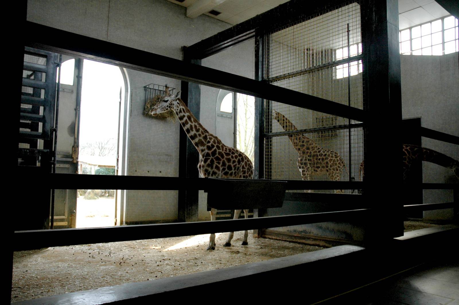 Giraffe House