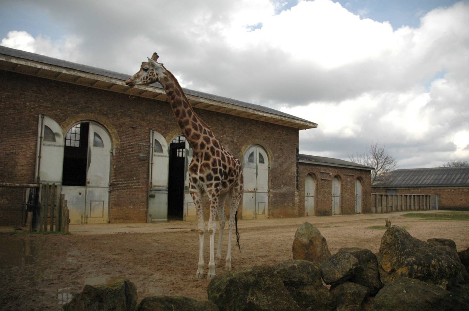 Giraffe House
