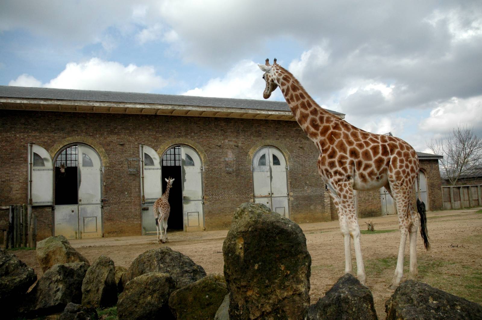 Giraffe House