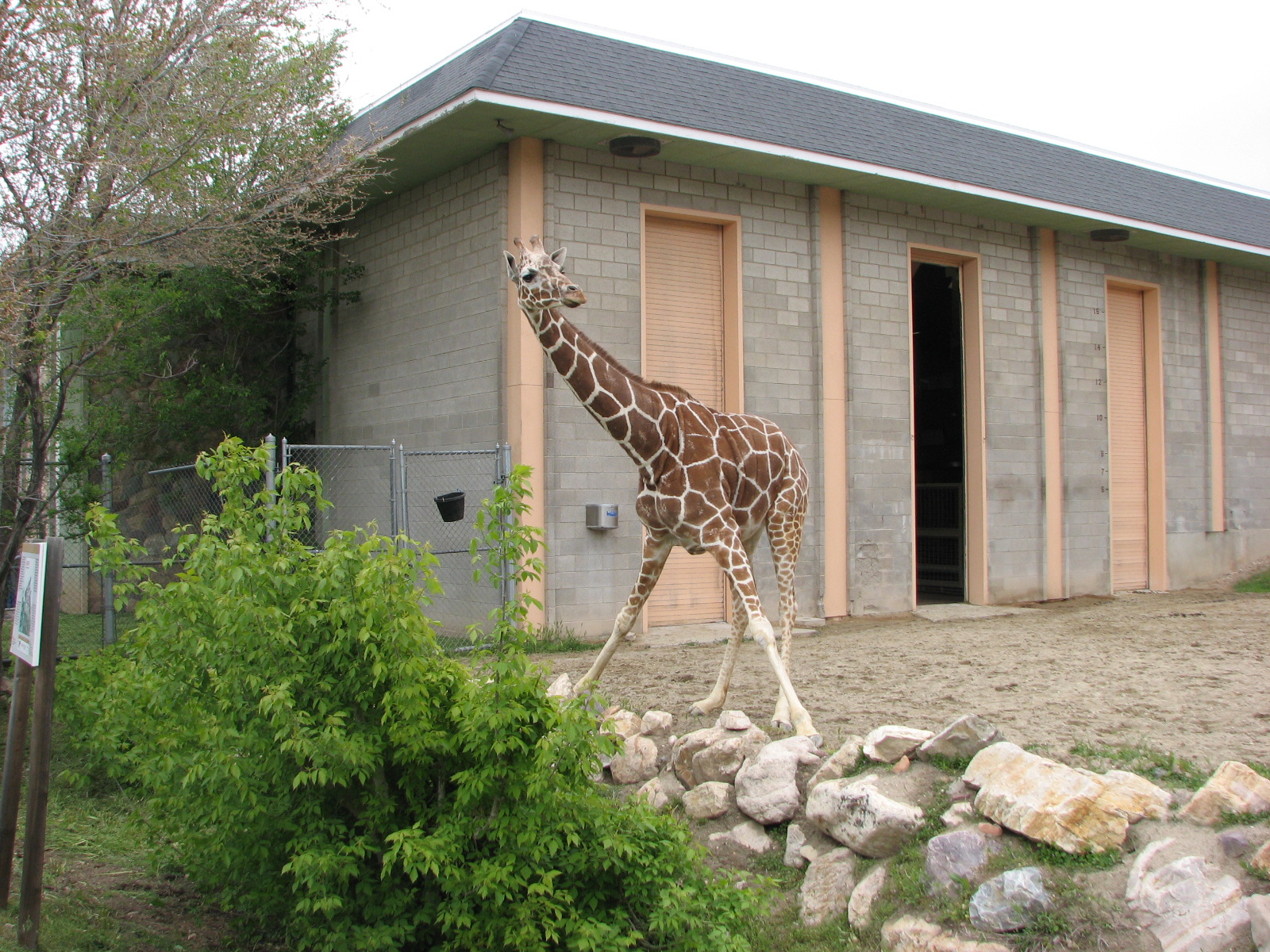 Giraffe House