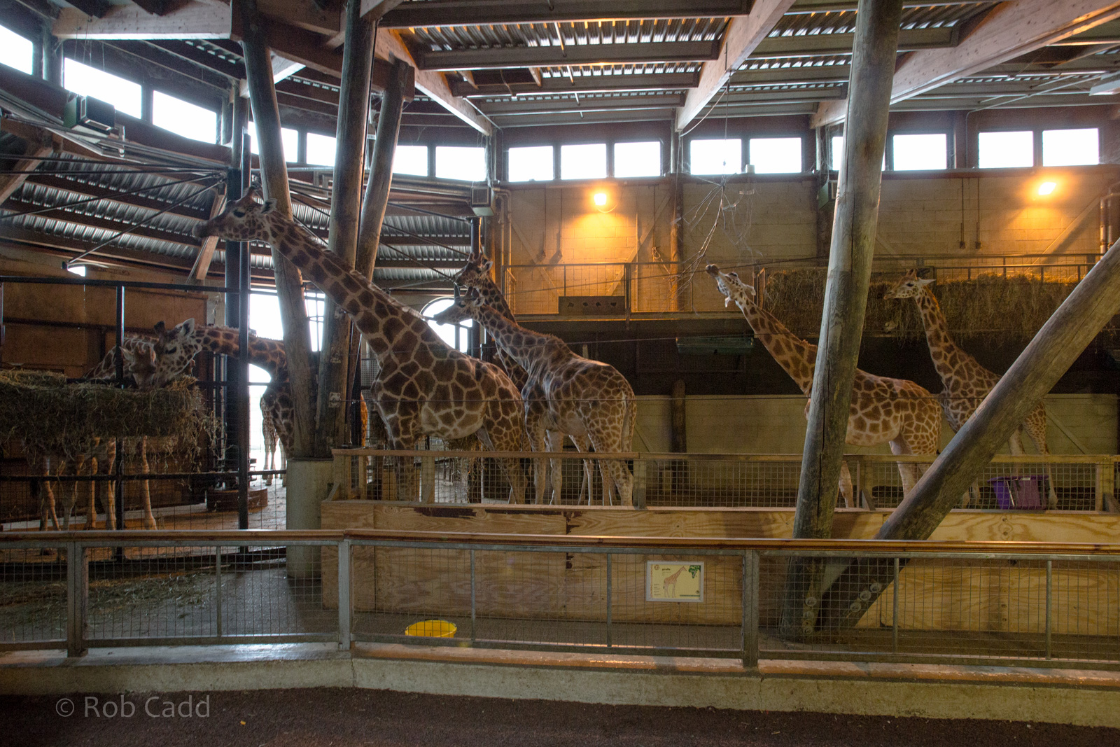 Giraffe housing (interior) : Marwell : 08 Aug 2014
