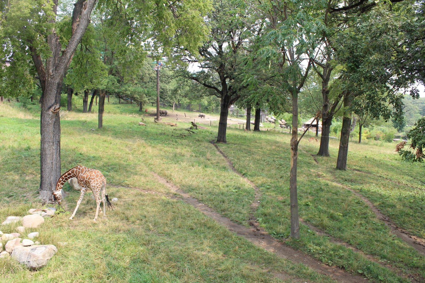 Giraffe, Impala, Lesser Kudu & Ostrich Exhibit - African Grasslands