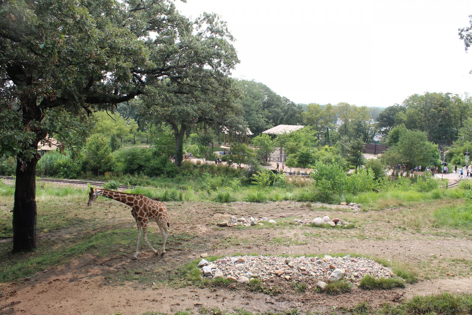 Giraffe, Impala, Lesser Kudu & Ostrich Exhibit - African Grasslands
