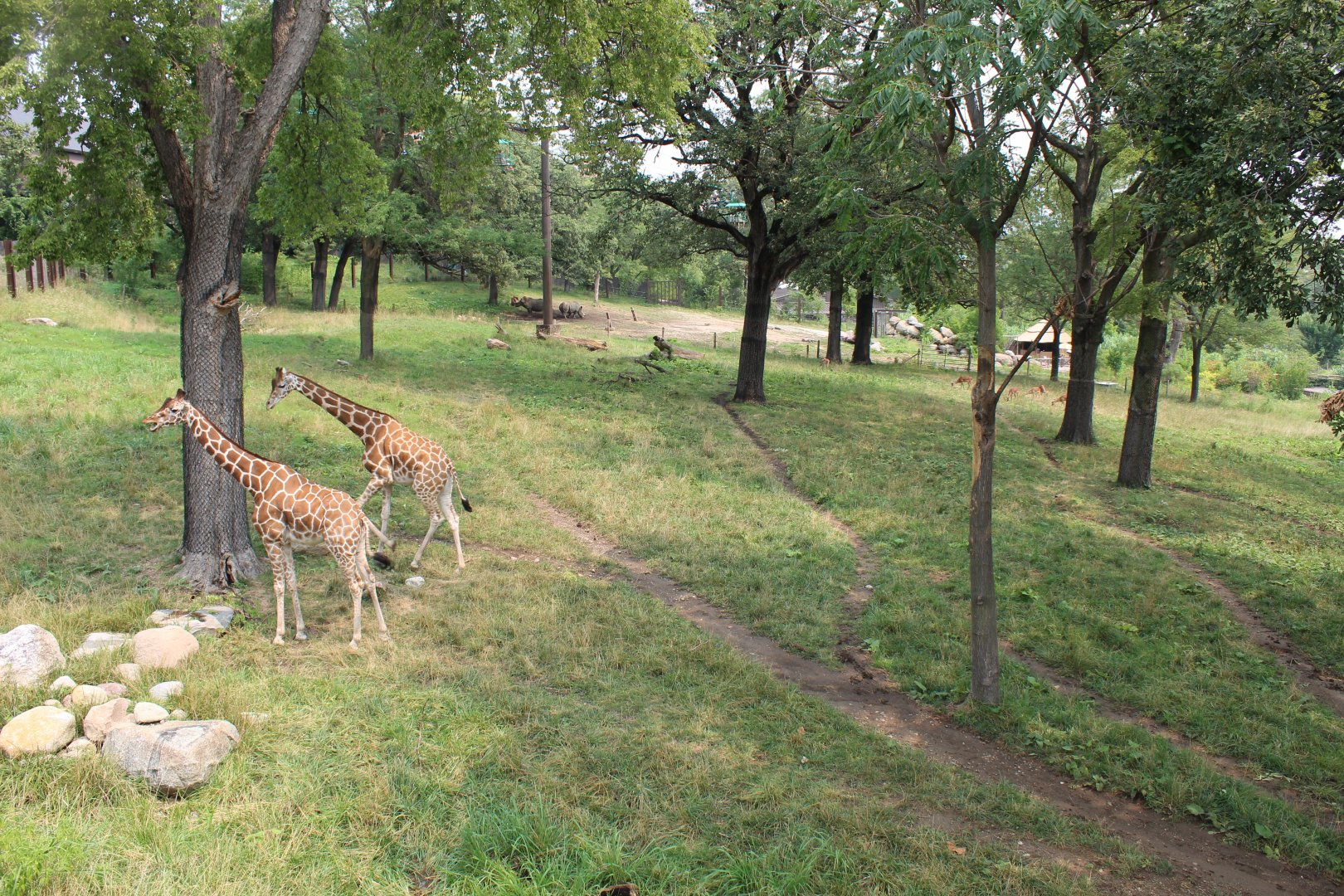 Giraffe, Impala, Lesser Kudu & Ostrich Exhibit - African Grasslands