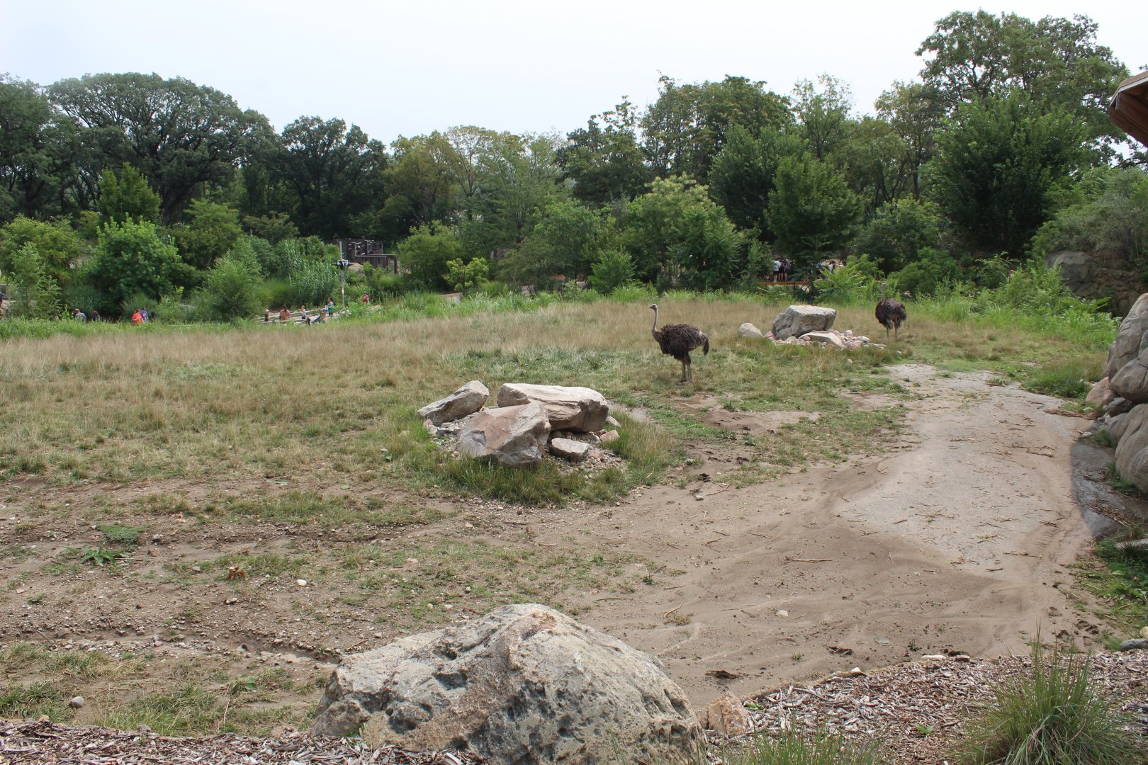 Giraffe, Impala, Lesser Kudu & Ostrich Exhibit - African Grasslands