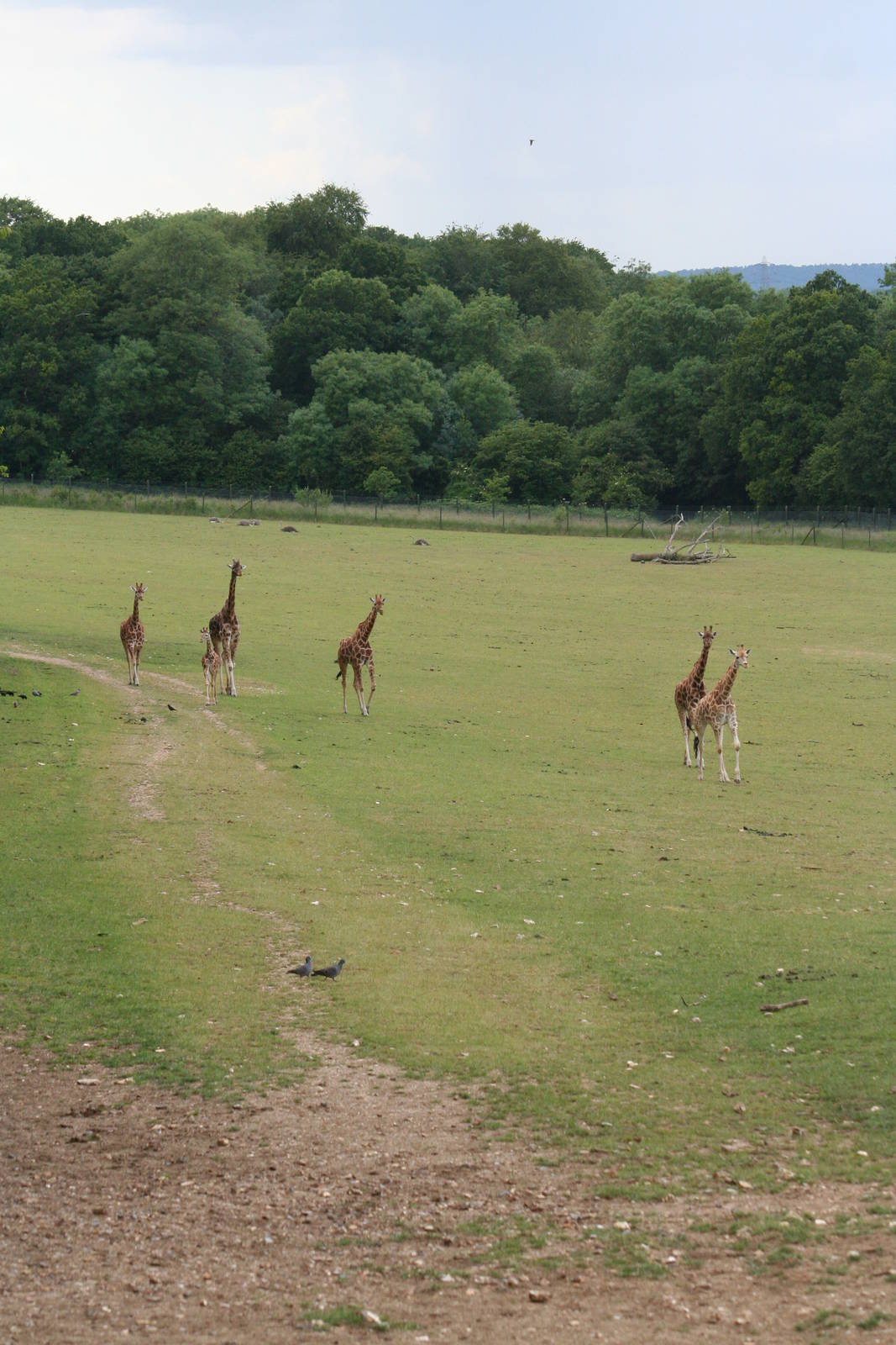 Giraffe in African paddock