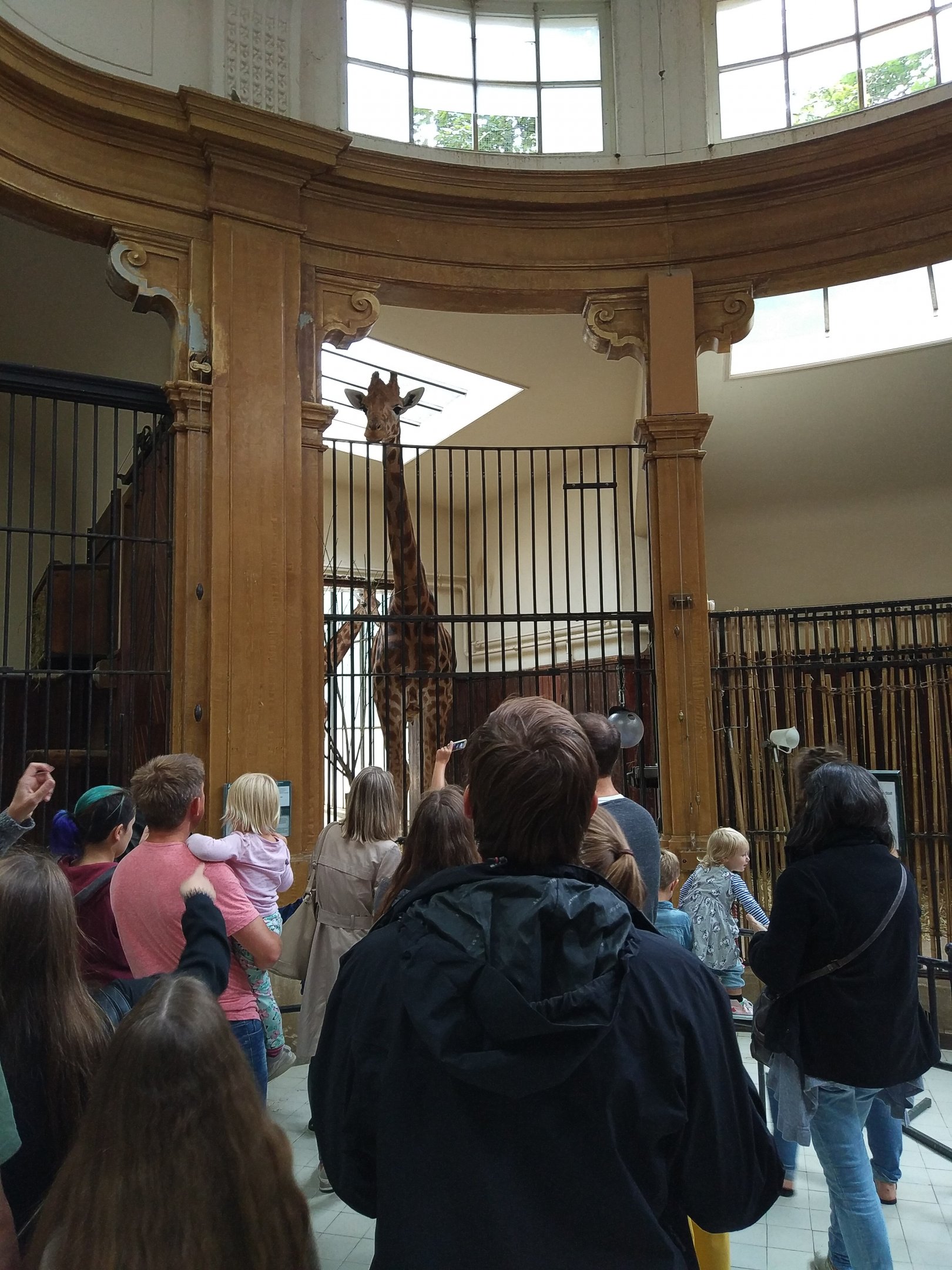 Giraffe in Antelope House
