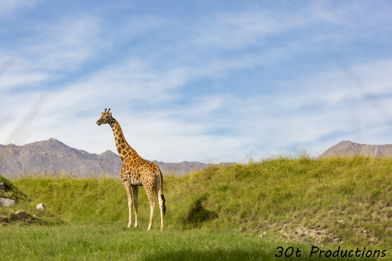 Giraffe in beautiful exhibit