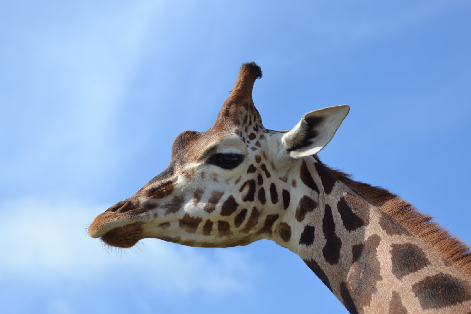 Giraffe in Givskud Zoo