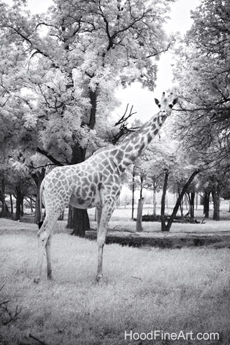 Giraffe in infrared