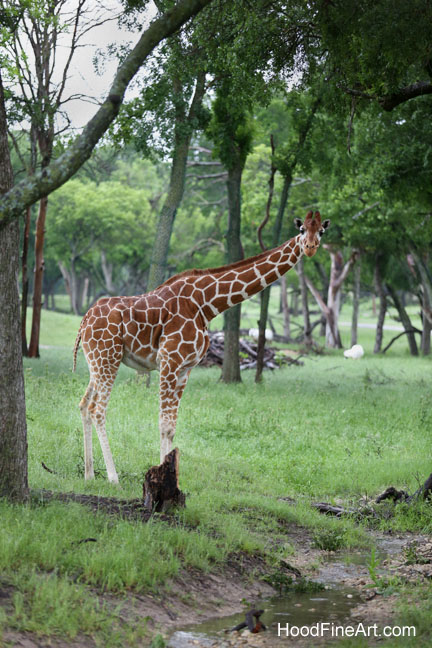 giraffe in natural habitat
