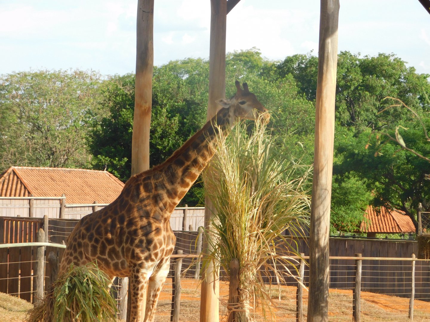Giraffe in the african plain exhibit - Brasilia zoo