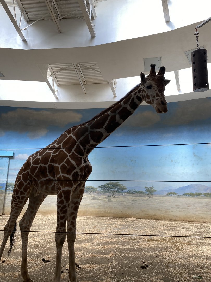 Giraffe in the Carter Giraffe Building - Bronx Zoo