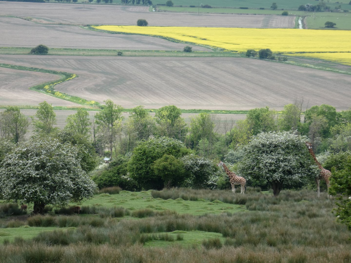 Giraffe in the distance