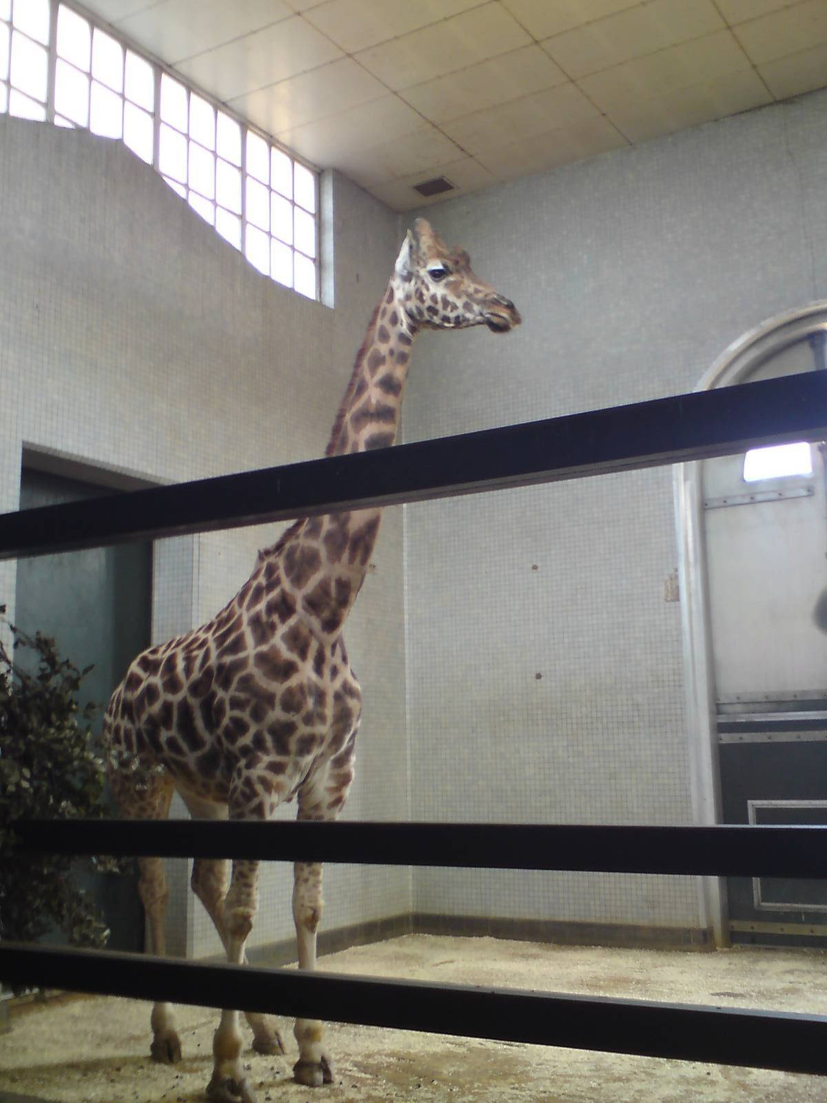 Giraffe in the Giraffe house.