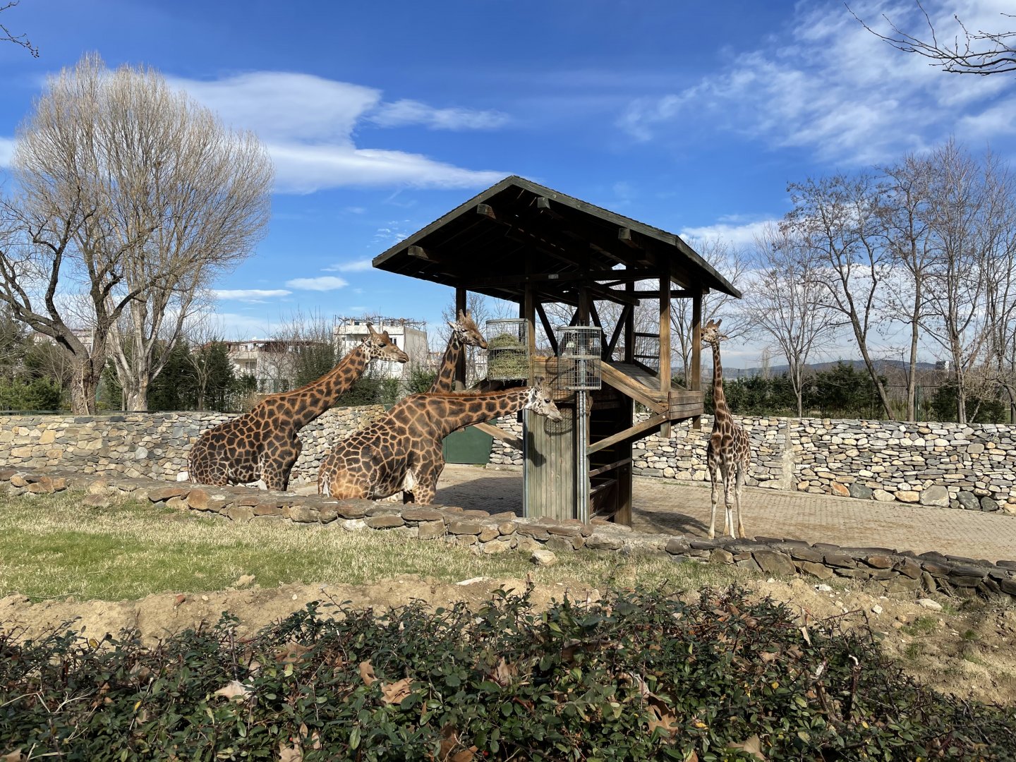 Giraffe in the holding enclosure