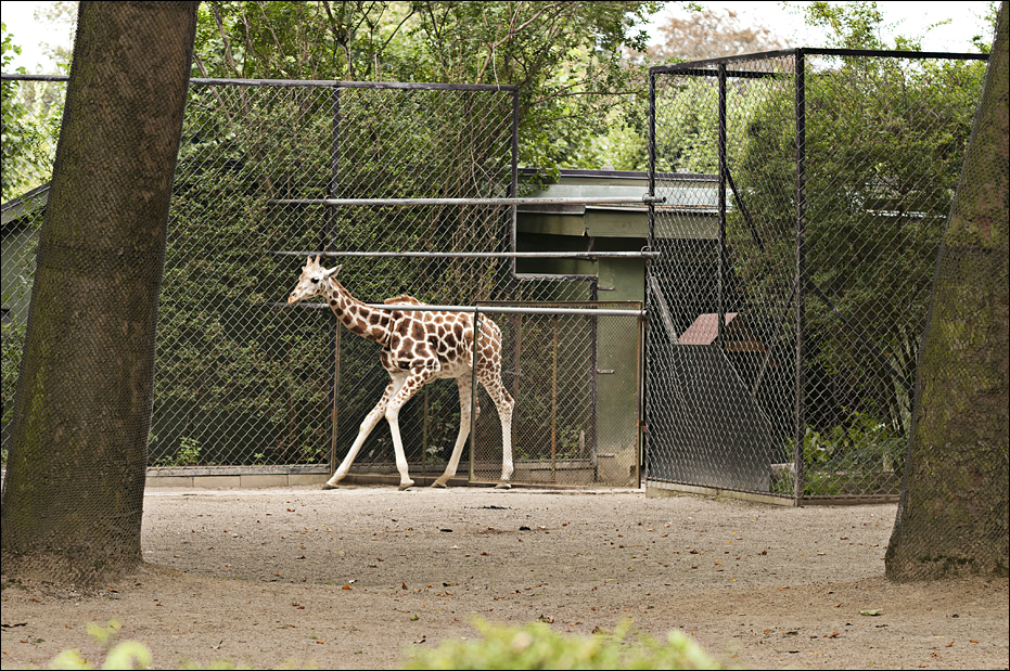Giraffe in the kudu-pen at Hamburg