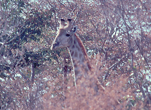 Giraffe in the trees