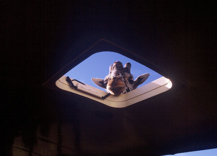 giraffe in tour bus popup top