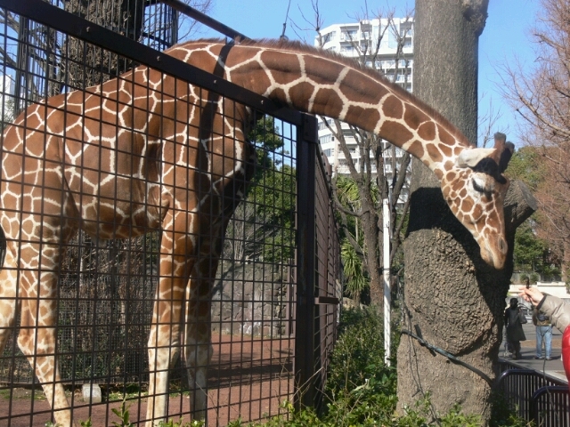 Giraffe in Ueno zoo