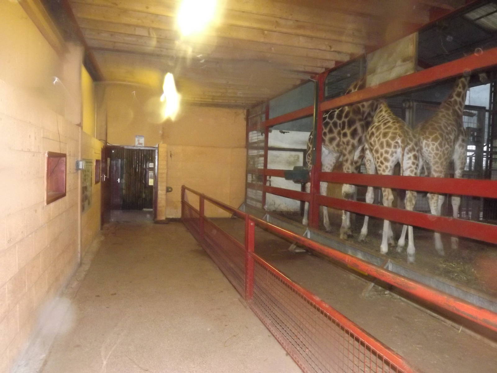 Giraffe indoor area at South Lakes WAP 26/11/11