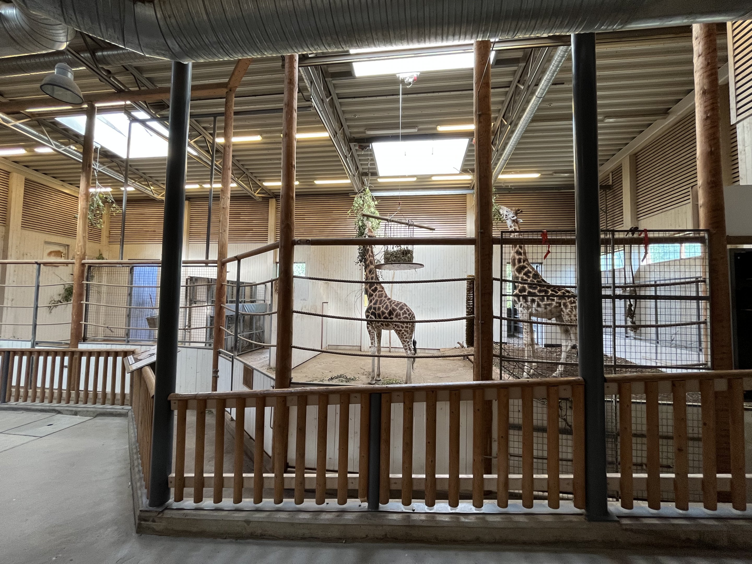 Giraffe Indoor Area