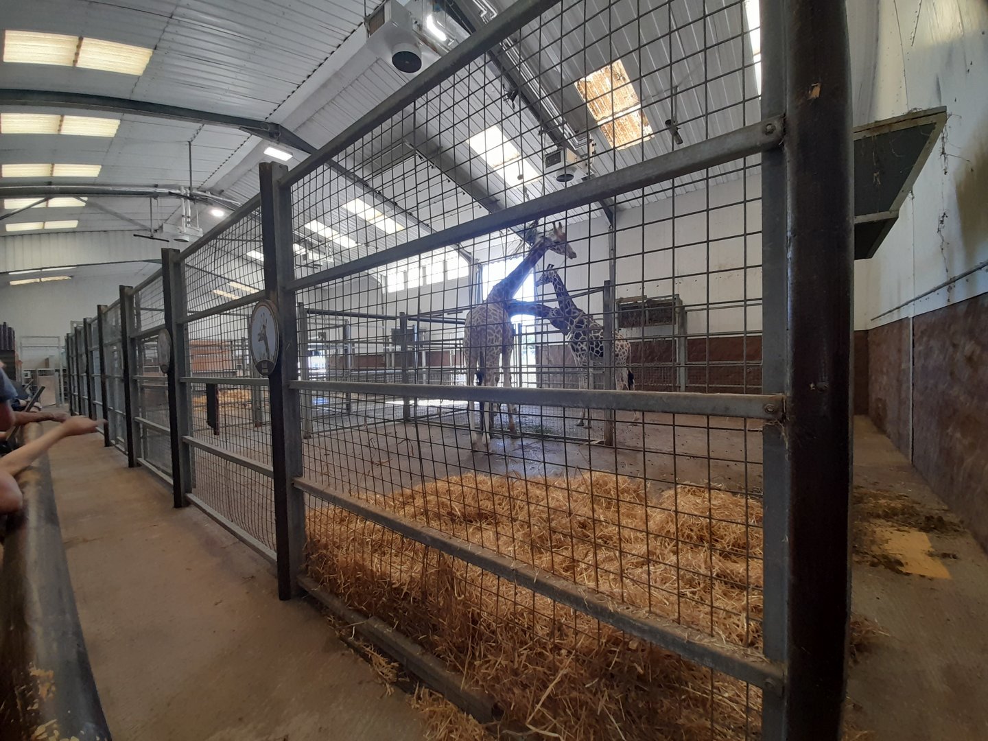 Giraffe - indoor area