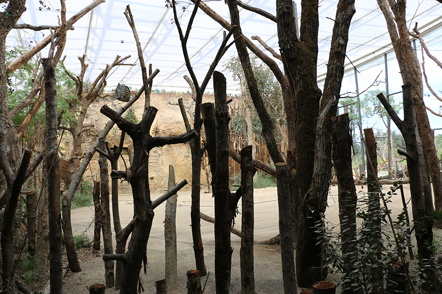 giraffe indoor enclosure floor view