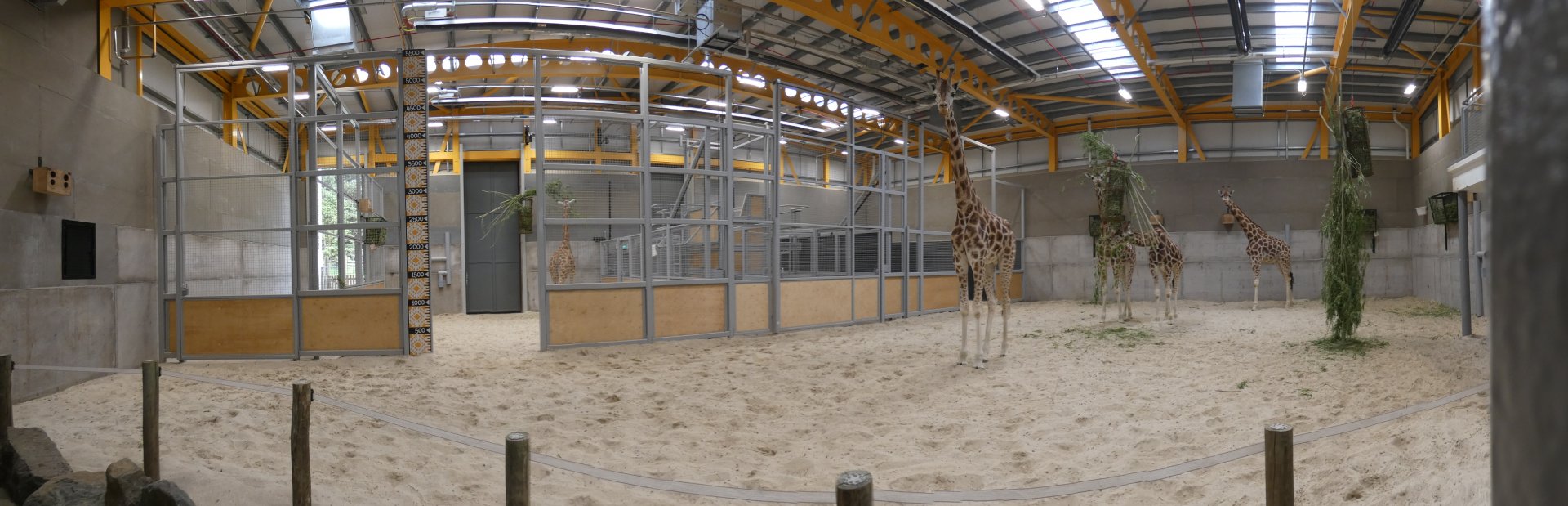 Giraffe indoor enclosure panorama