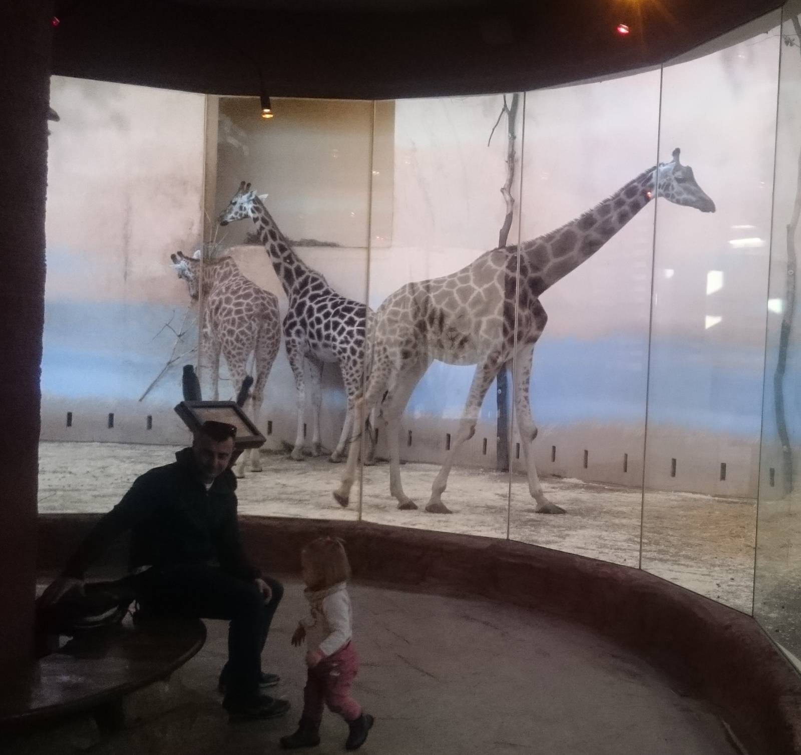 Giraffe-indoor enclosure
