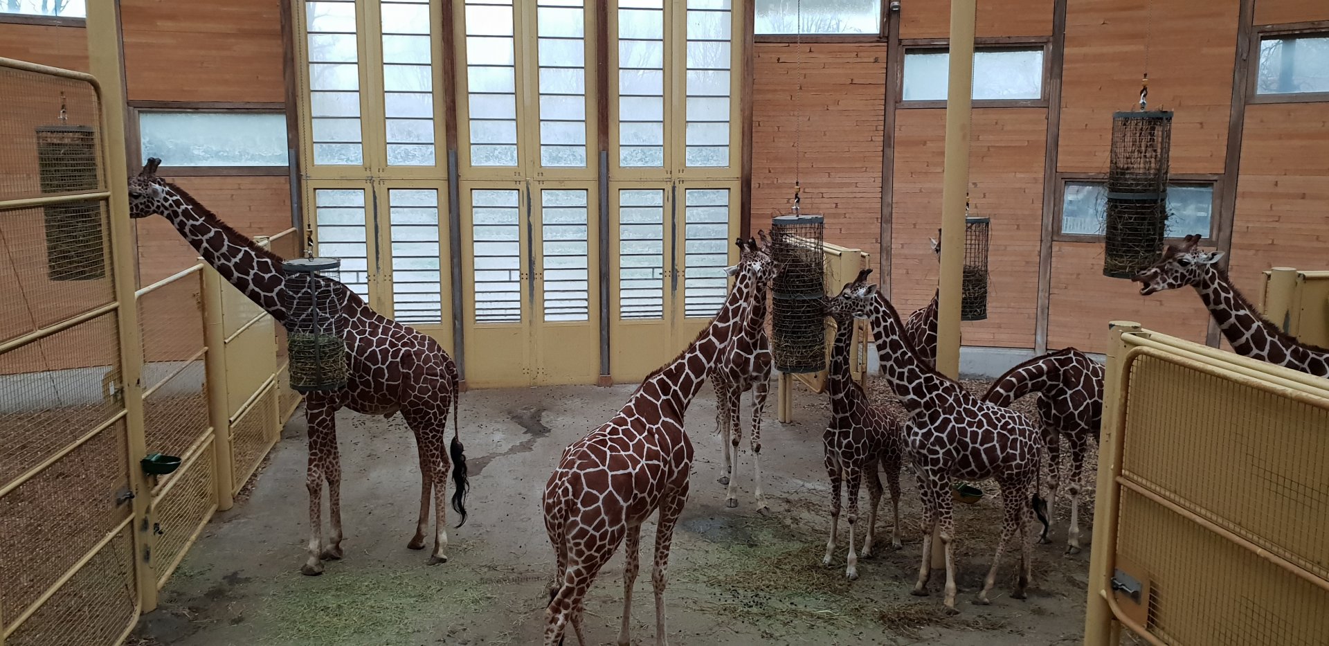 Giraffe indoor-enclosure