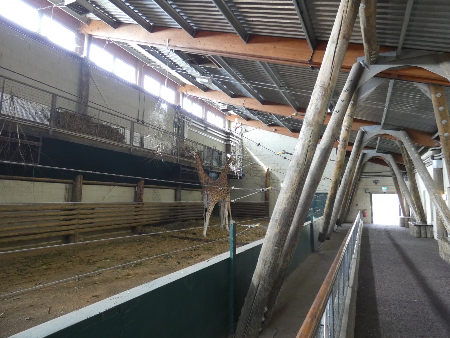 Giraffe indoor enclosure