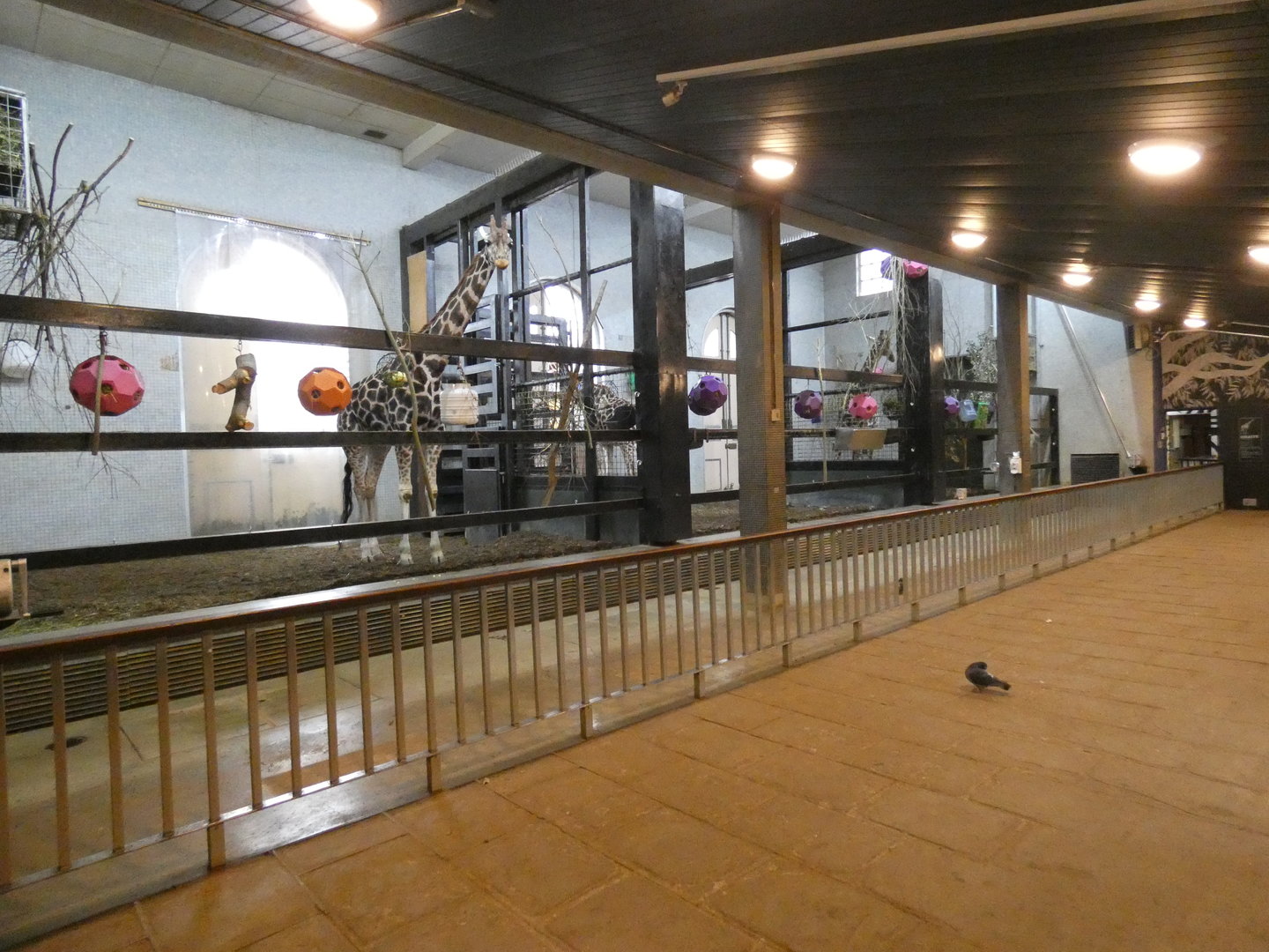 Giraffe indoor enclosure