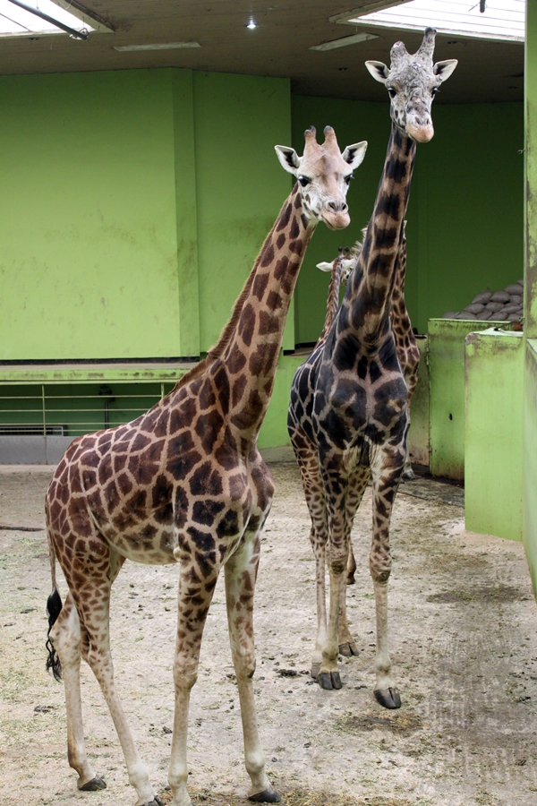 giraffe indoor exhibit