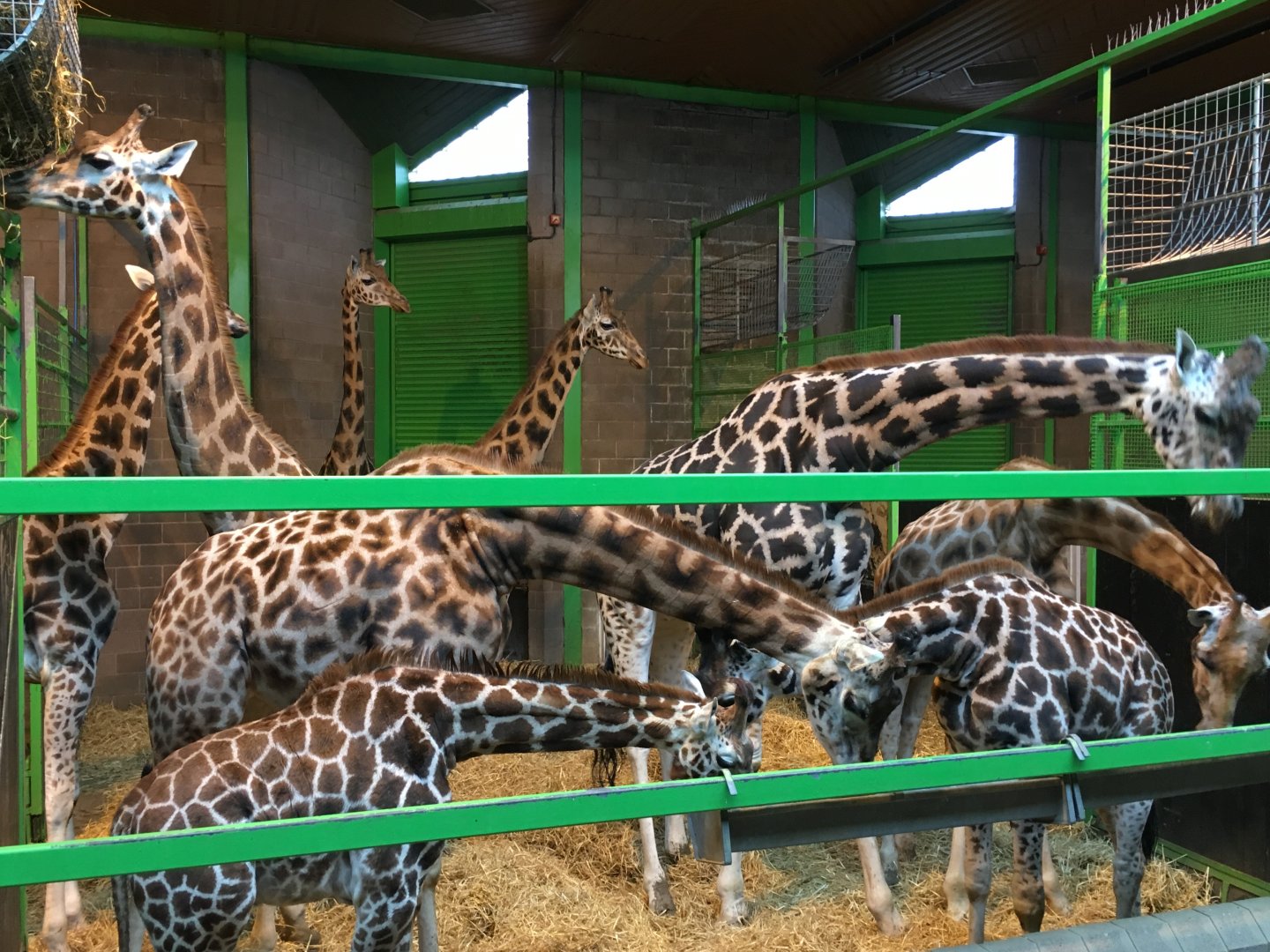 Giraffe Indoor Exhibit