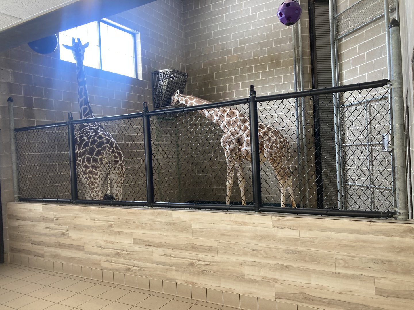 Giraffe Indoor Exhibit