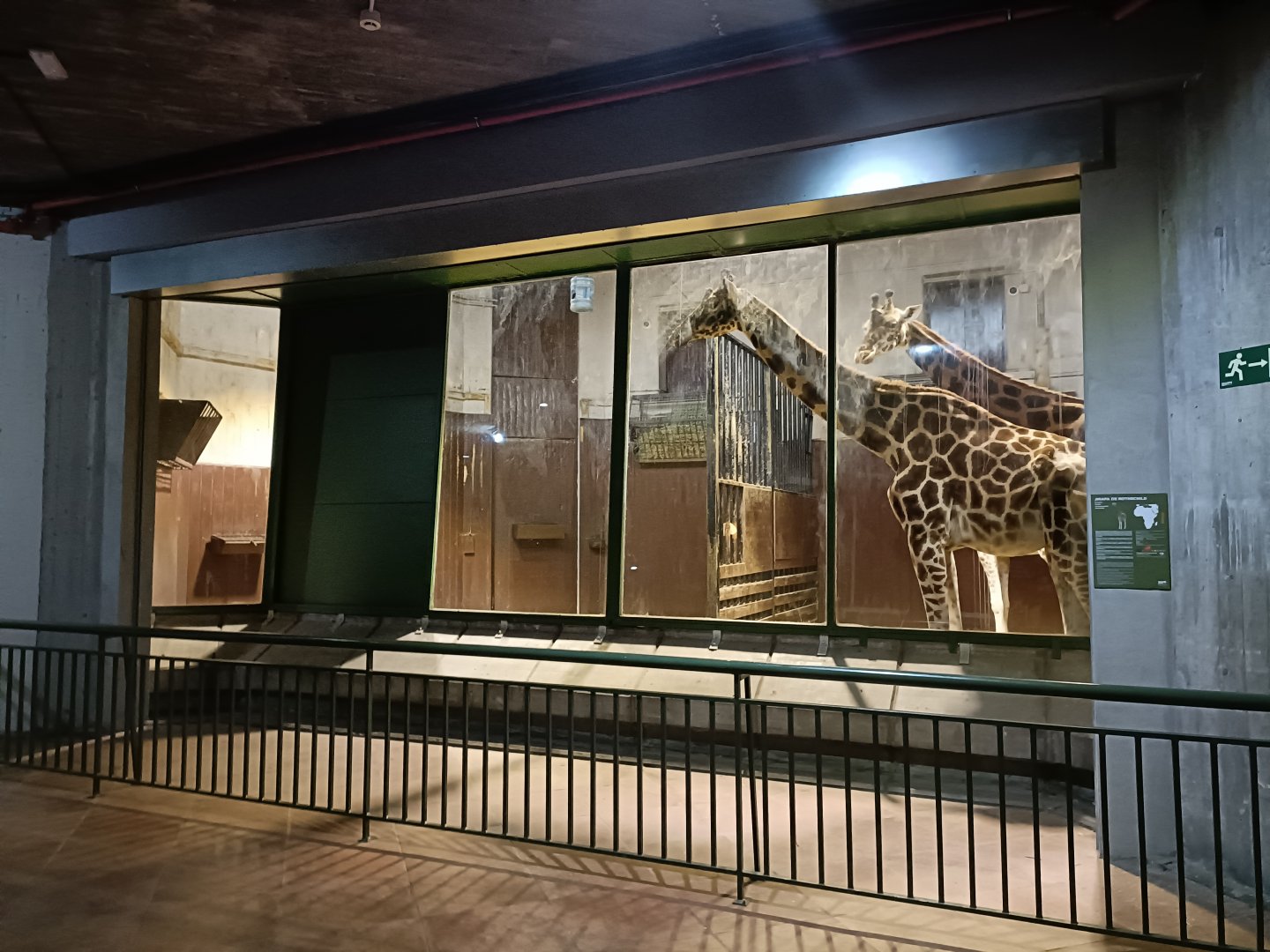 Giraffe indoor exhibit