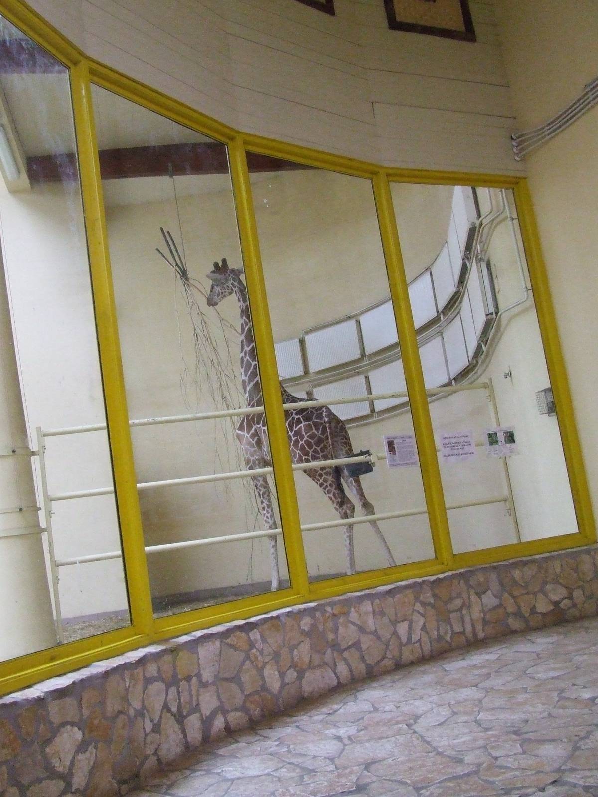 Giraffe indoor exhibit