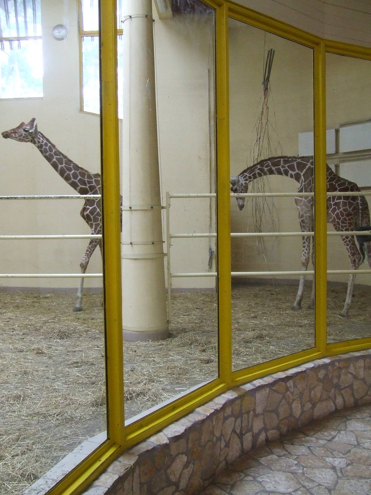 Giraffe indoor exhibit