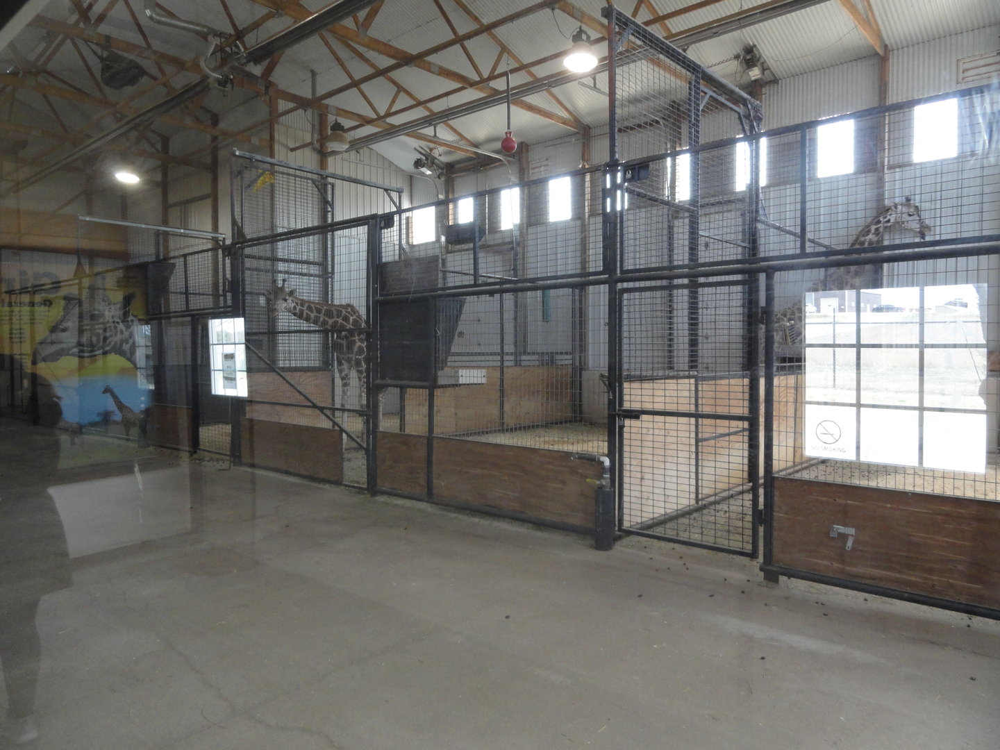 Giraffe Indoor Holding