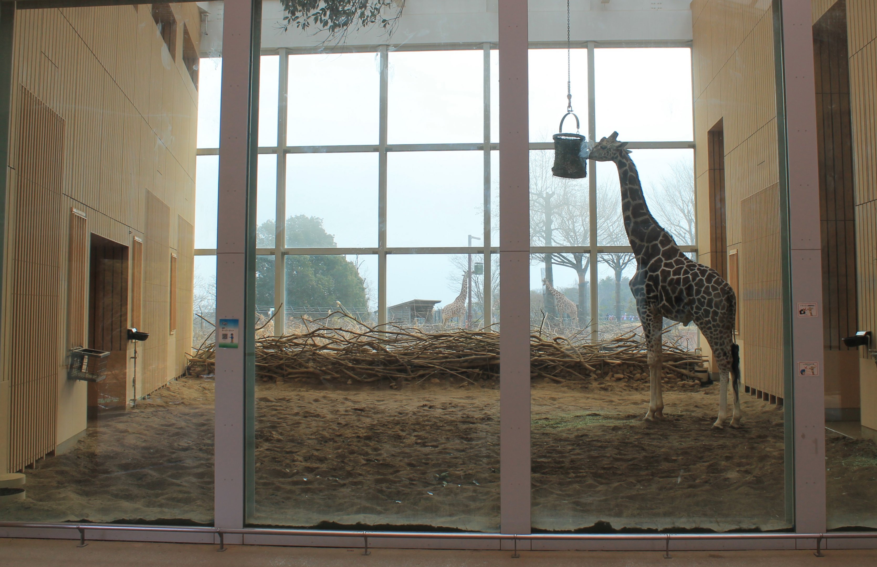 Giraffe indoor quarters - Saitama Childrens Zoo