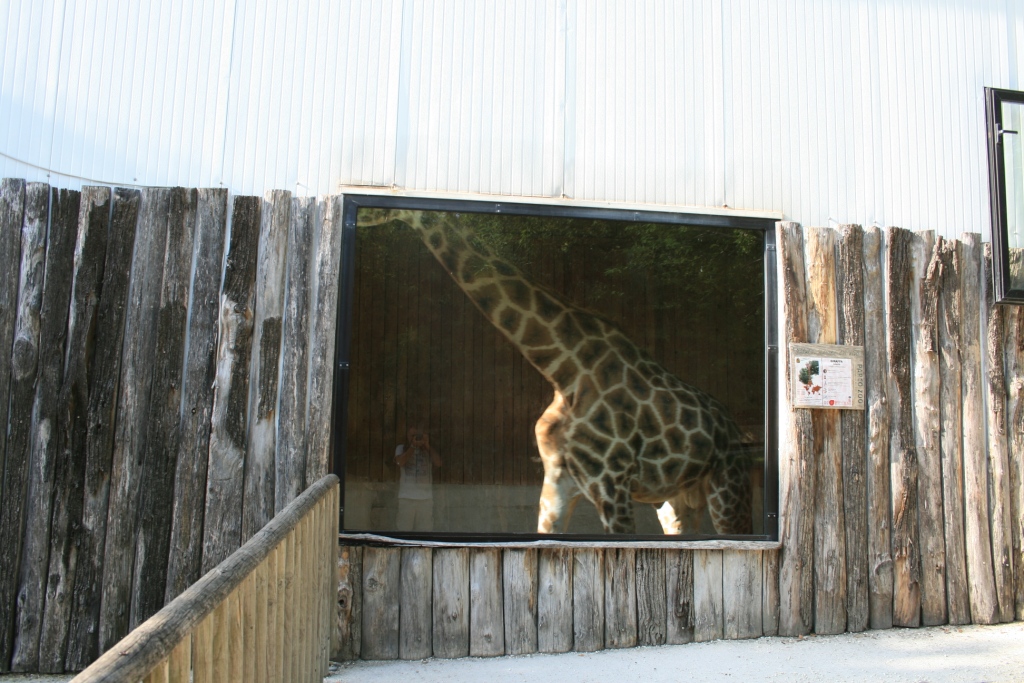 Giraffe indoor viewing