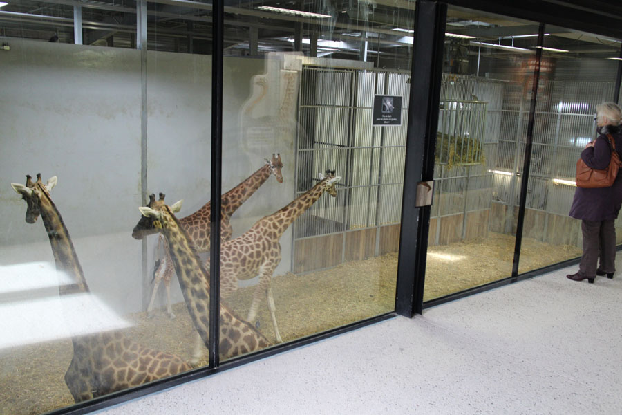 giraffe indoor viewing