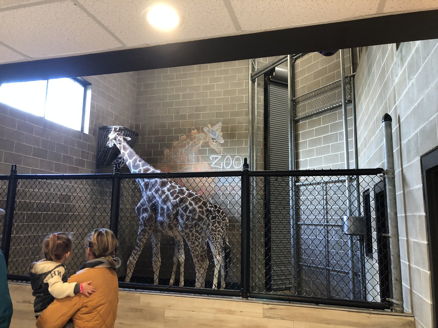 Giraffe Indoor Viewing