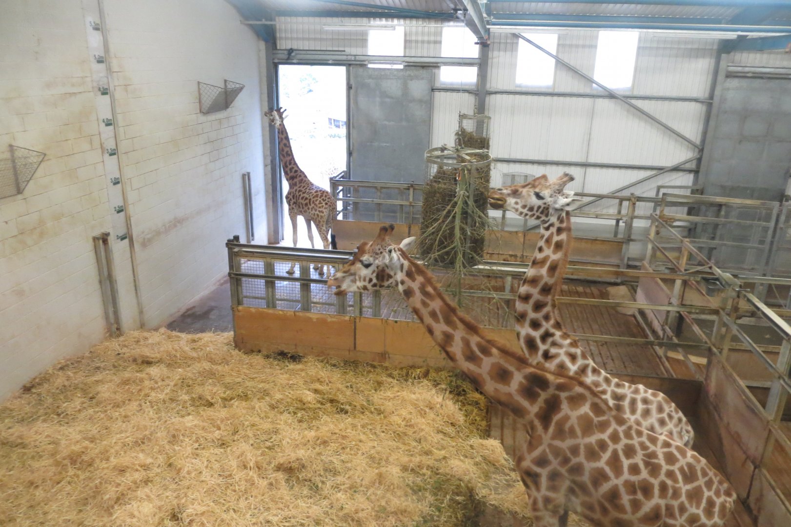 Giraffe indoors 050119