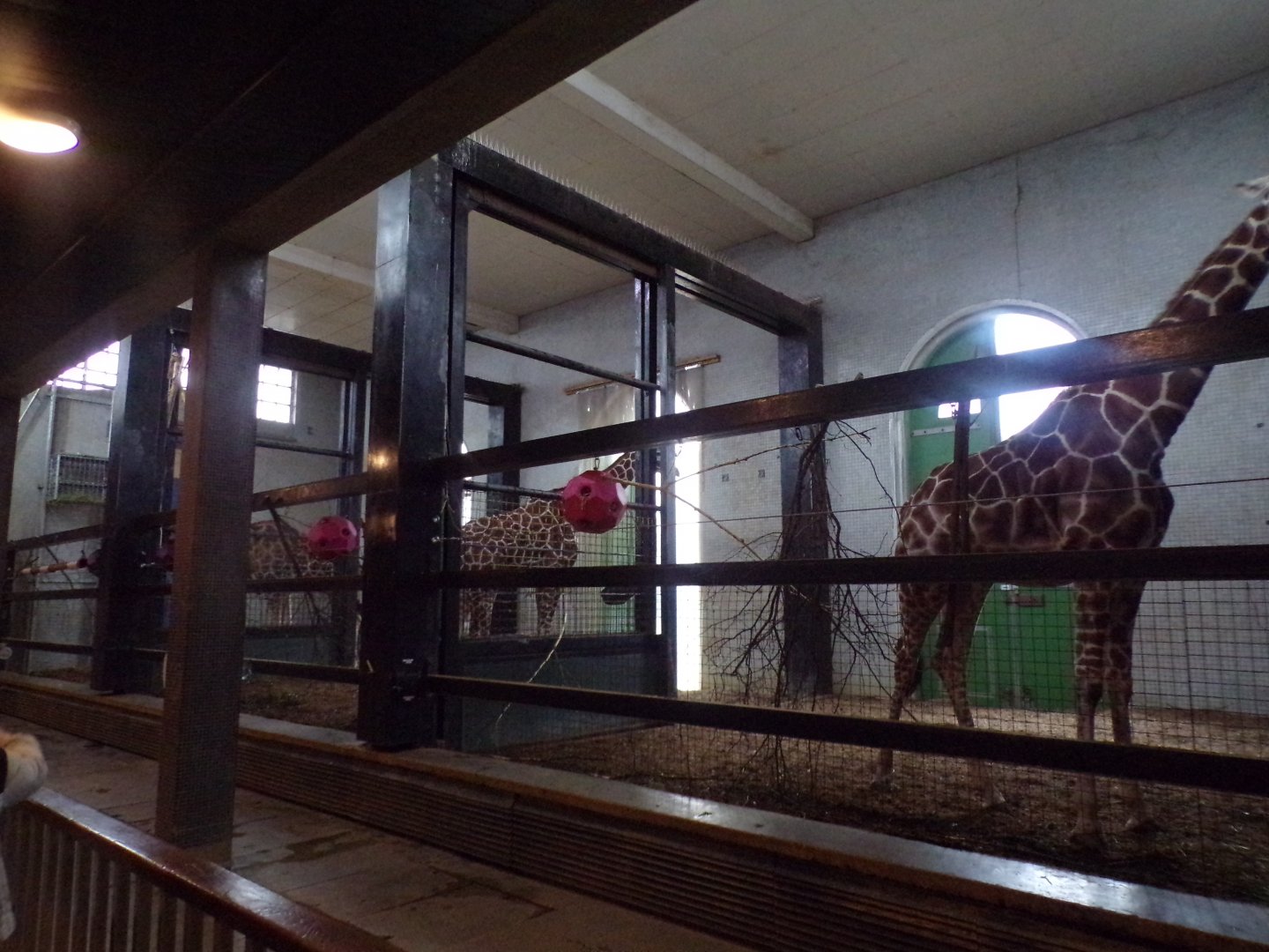 giraffe indoors 11.2.25