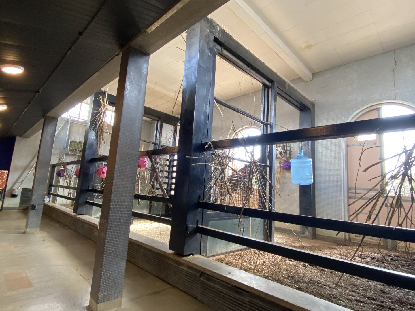 Giraffe indoors 180322