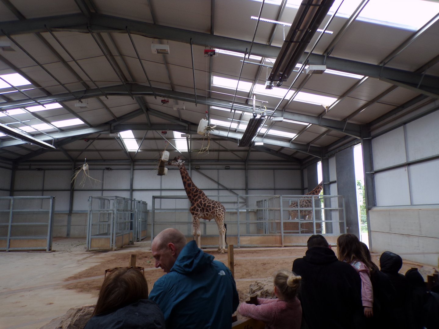 Giraffe indoors 7.7.24