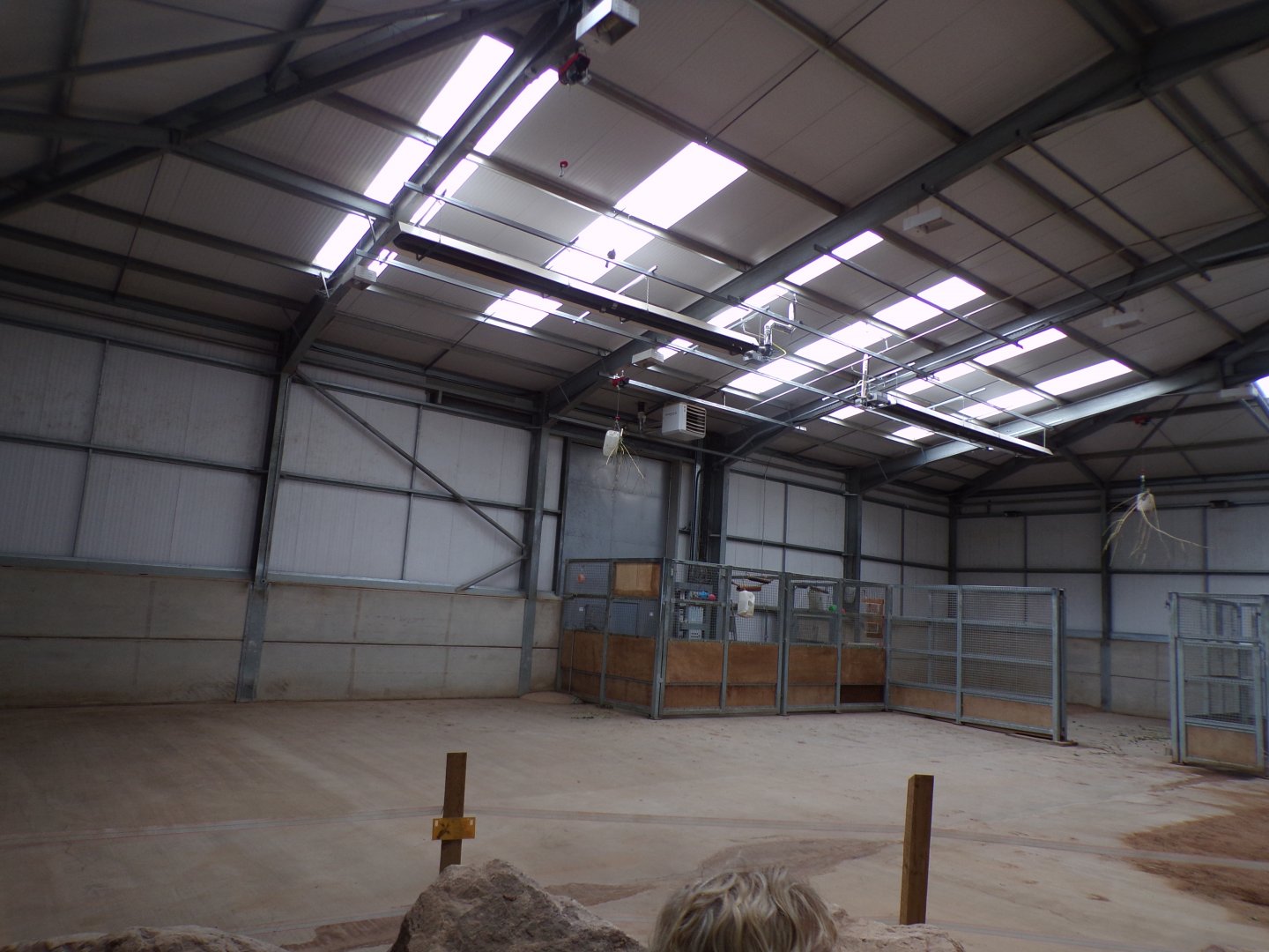 Giraffe indoors 7.7.24