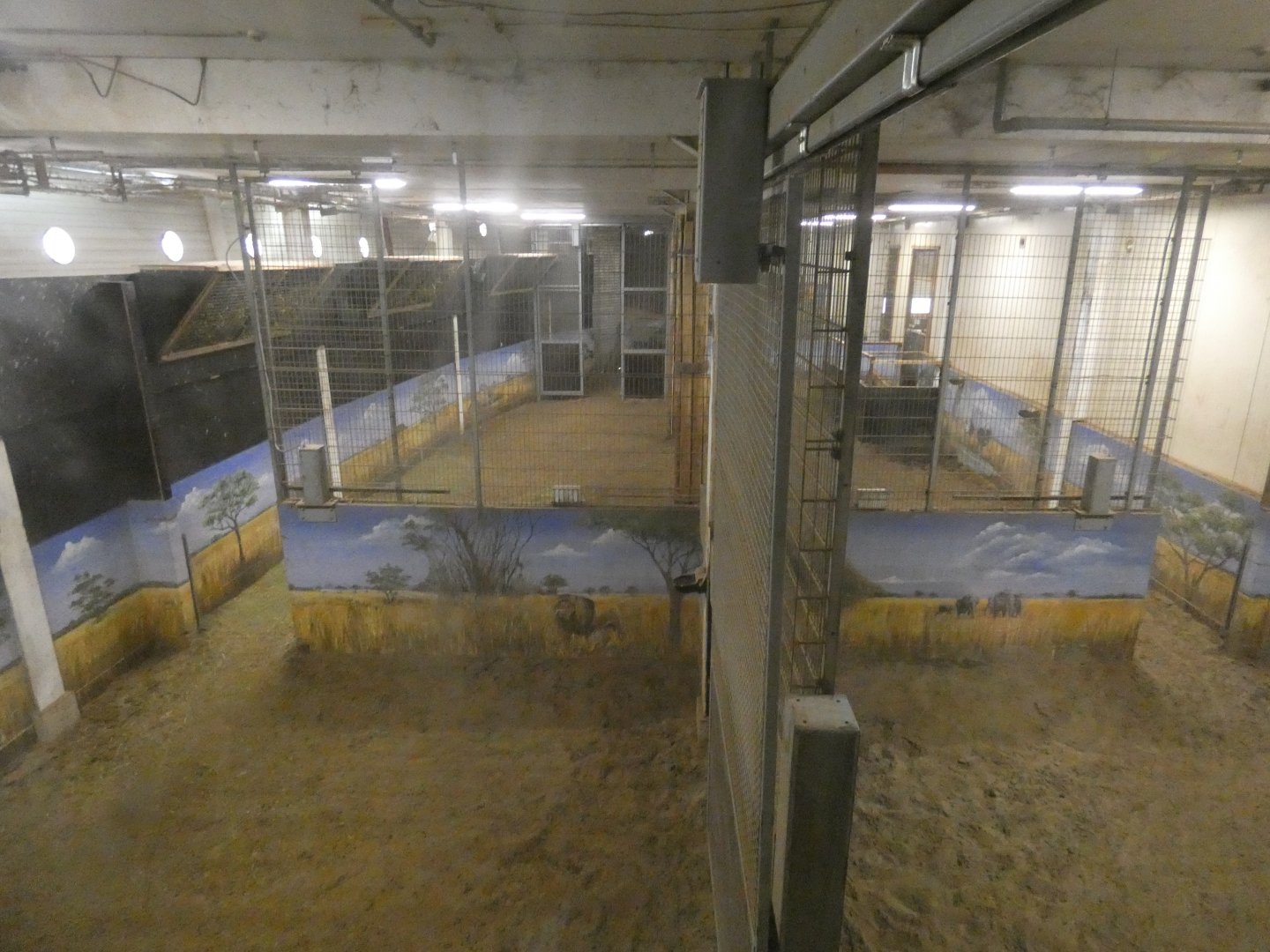 Giraffe indoors on Mersus Emergo